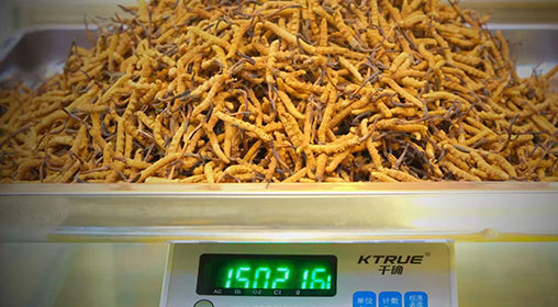 新鲜冬虫夏草的多种食用方法