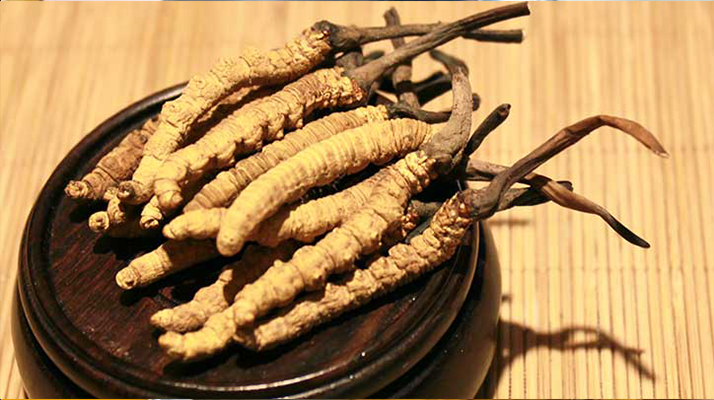 哪里的冬虫夏草货真价实