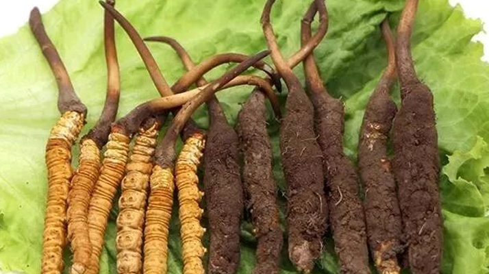 鲜冬虫夏草与干虫草：多维剖析