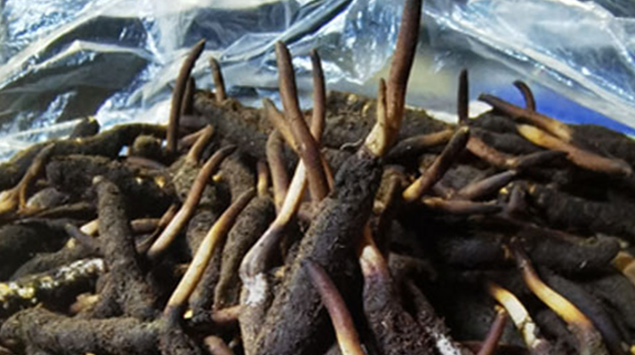 正品冬虫夏草断草新鲜：被低估的滋补宝藏