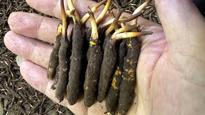 10 根新鲜冬虫夏草多少克？重量奥秘大揭秘