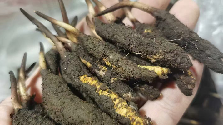 冬虫夏草鲜草挖掘方法：探寻高原之珍的正确打开方式