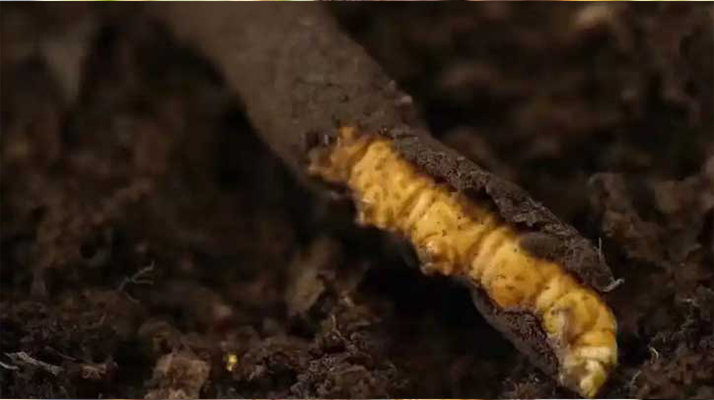 新鲜冬虫夏草吃多少？科学用量指南来了​ ​ ​ ​