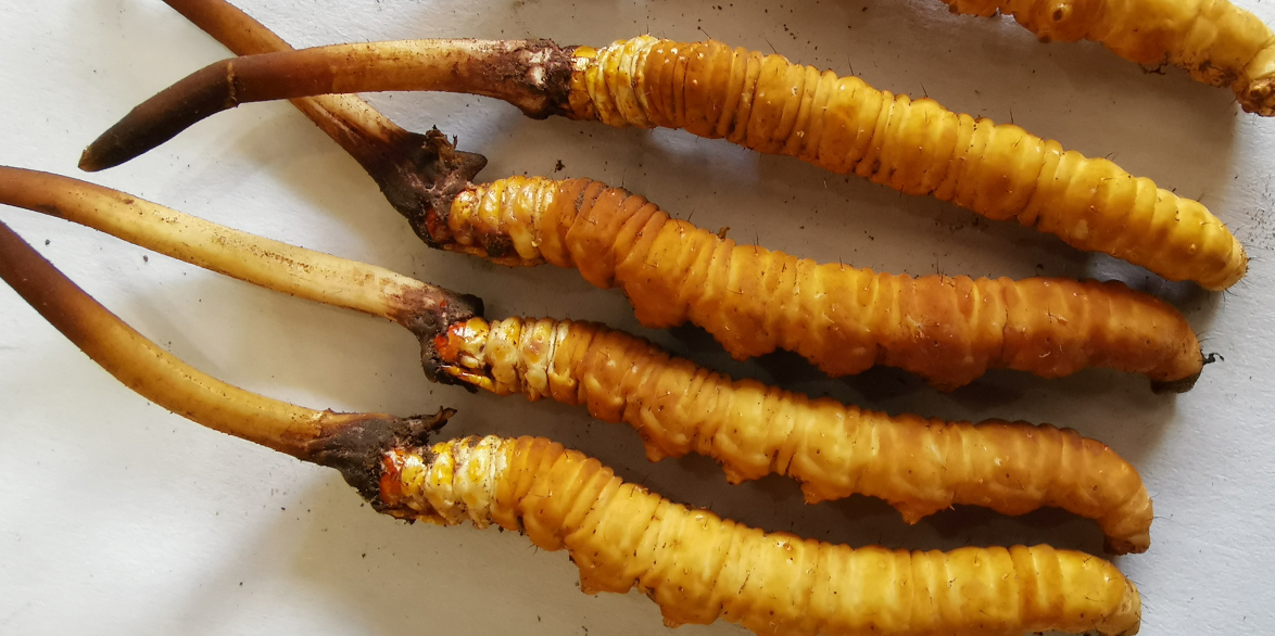 新鲜冬虫夏草做法大全：滋补美味轻松 get