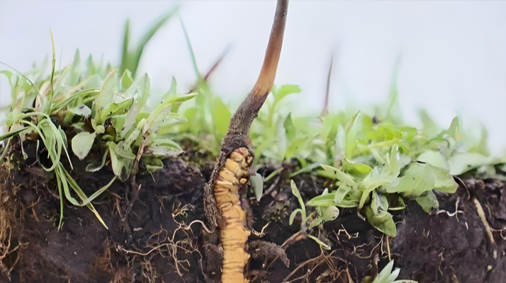 头期正宗新鲜冬虫夏草：大自然的顶级馈赠