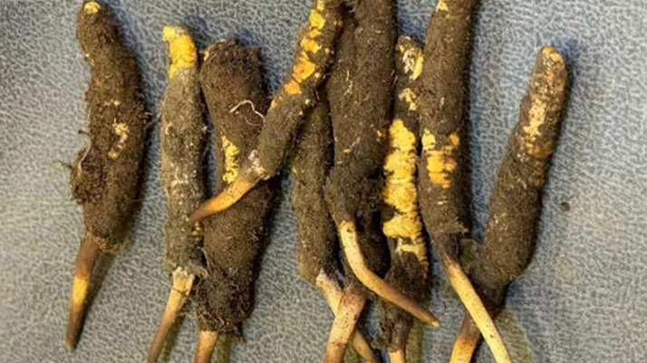 鲜冬虫夏草吃多久见效？深度解析其见效周期