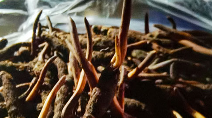 种植鲜冬虫夏草的食用指南：多样吃法焕发滋补活力