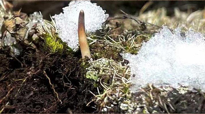 新鲜冬虫夏草处理全流程指南：科学处理保留营养