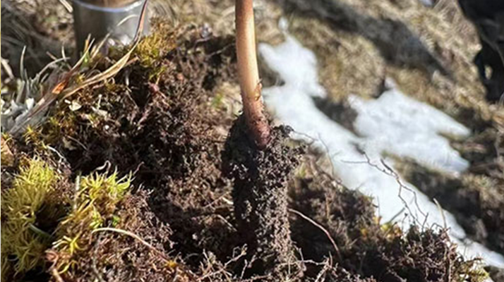 吃鲜冬虫夏草会上火吗？深度解析其与上火的关系