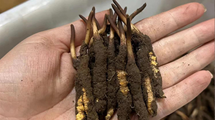 冬虫夏草鲜草好不好吃？深度品味这道滋补美味​ ​ ​ ​
