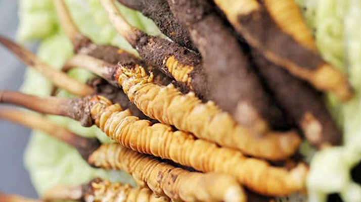 炖鲜冬虫夏草该放多少克？科学用量指南