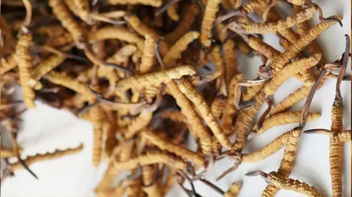 鲜虫草怎么吃效果最好