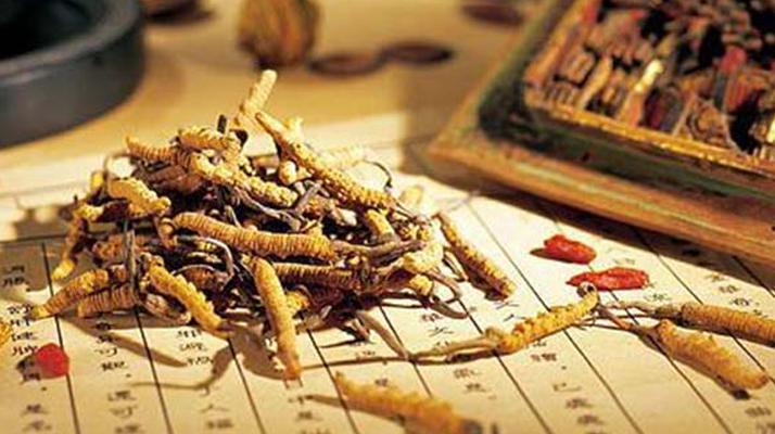 鲜冬虫夏草单根价格解析：从产地到市场的价值体现​