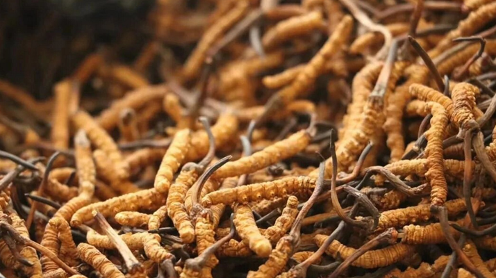 哪些人不适合吃冬虫夏草？这些禁忌人群需警惕