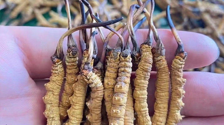 冬虫夏草怎样使用？科学用法全指南