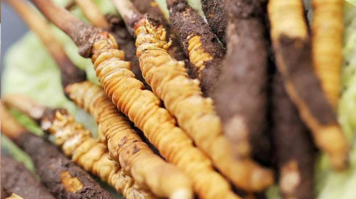 老鸭汤放多少冬虫夏草合适？按重量、人数精准搭配指南