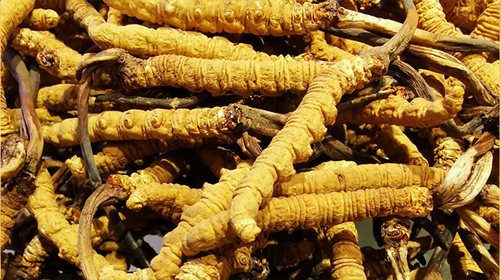 冬虫夏草和枸杞子怎么泡酒