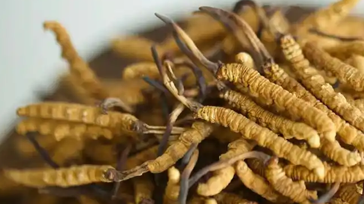 鲜冬虫夏草这样吃,锁住活性更滋补!