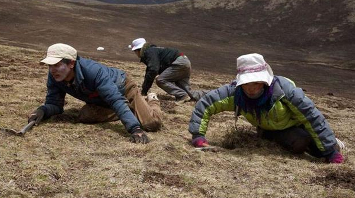   西藏学生的“虫草假期”：