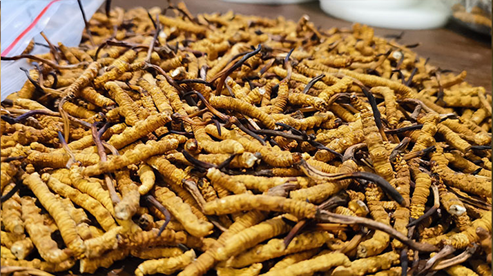 冬虫夏草真假难辨