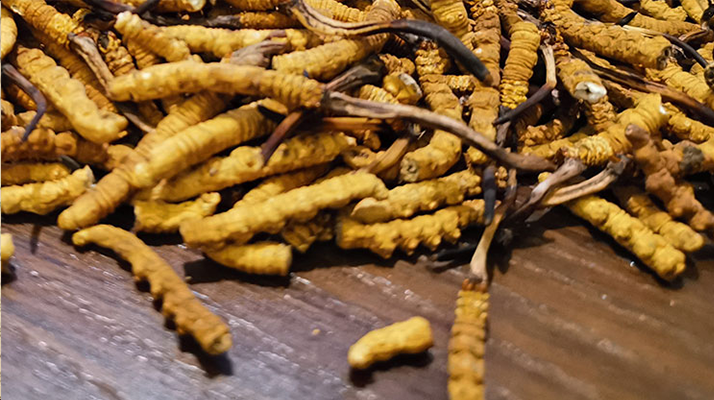 冬虫夏草有多少种类型 