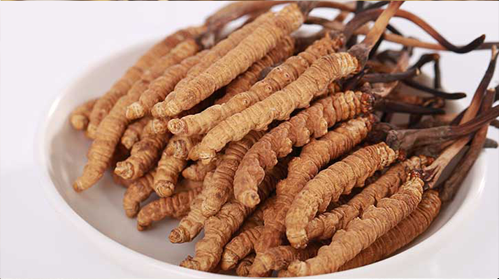 野外的冬虫夏草长什么样