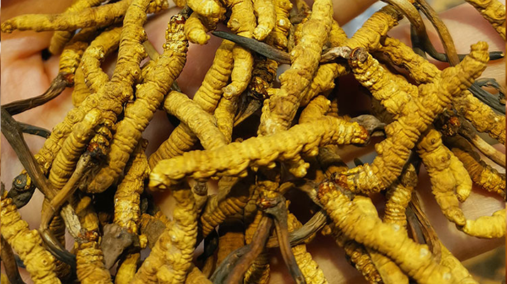 冬虫夏草配什么喝效果好