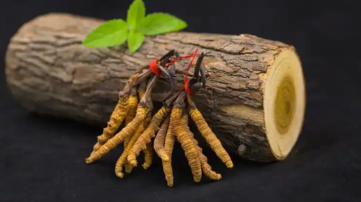 冬虫夏草哪里买正宗便宜