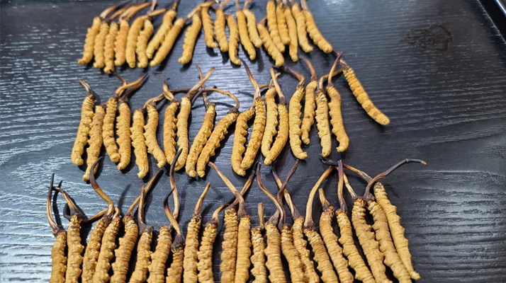 冬虫夏草每根都有牙签