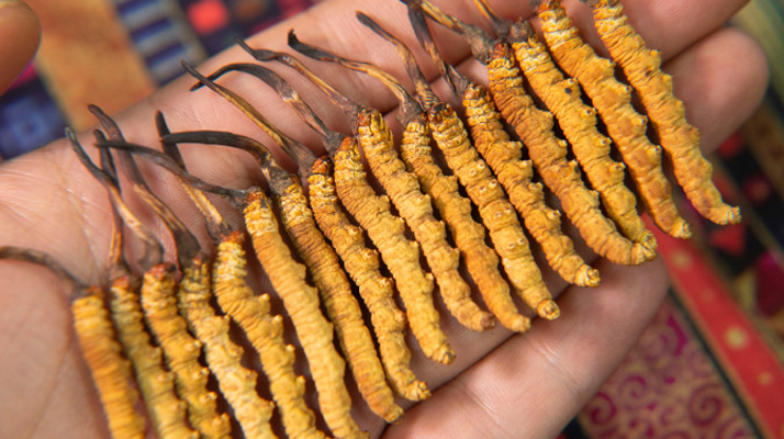 野生冬虫夏草一根多重