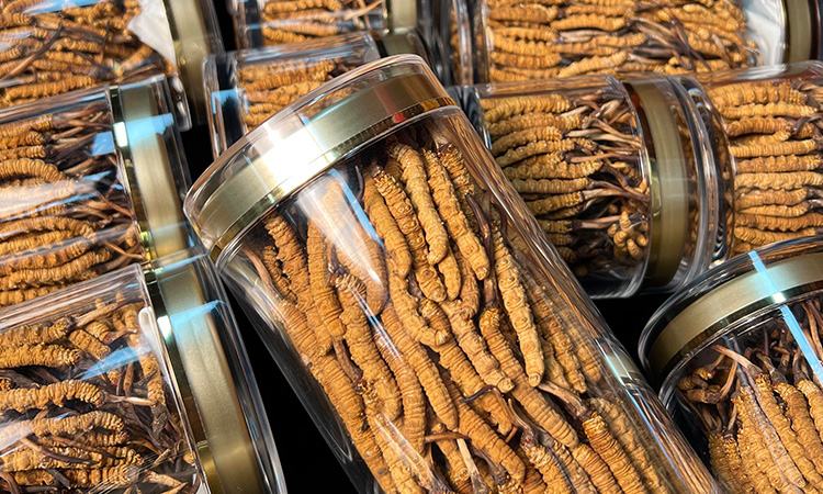 鲜冬虫夏草现在是什么价 