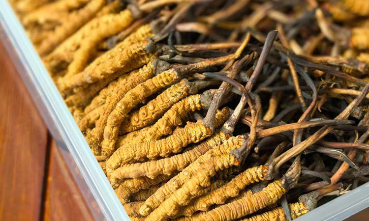 冬虫夏草正常什么价格 