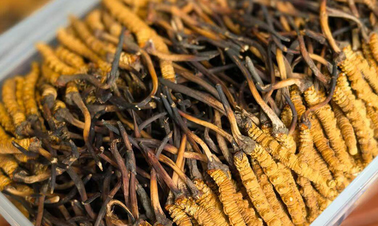 冬虫夏草如何生长形成