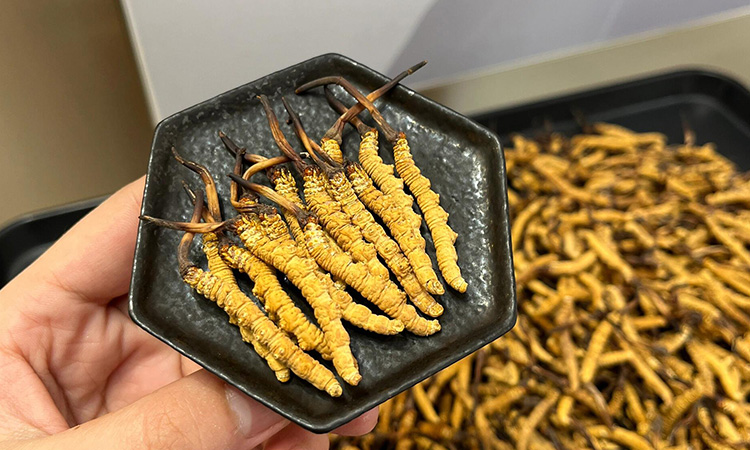 冬虫夏草一次吃多少合适