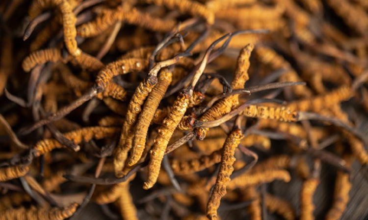 冬虫夏草本体是什么?揭秘 “虫菌共生” 的特殊生物本质