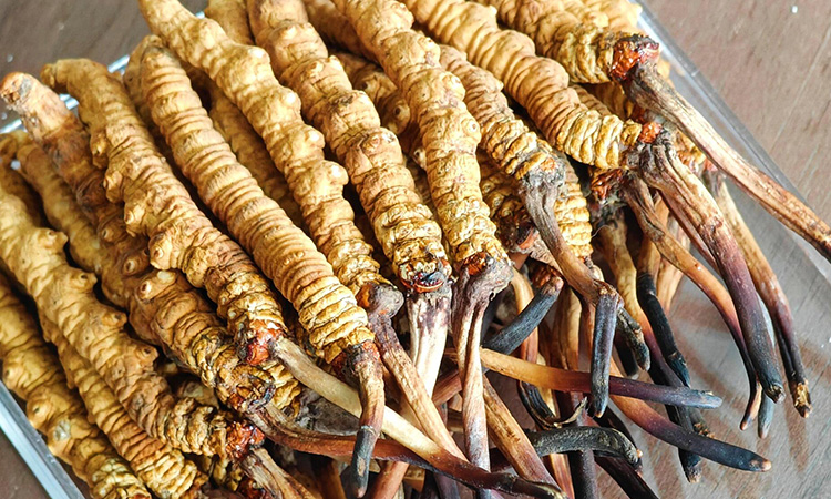 比冬虫夏草还好的是什么 