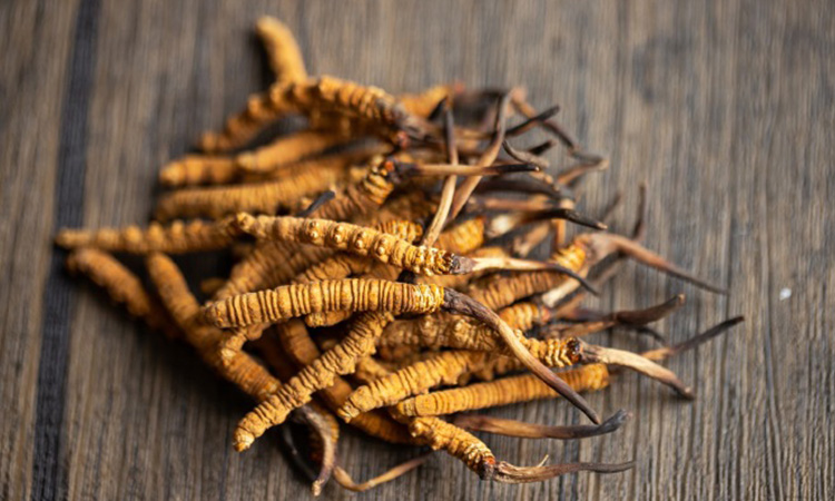 冬虫夏草当前行情