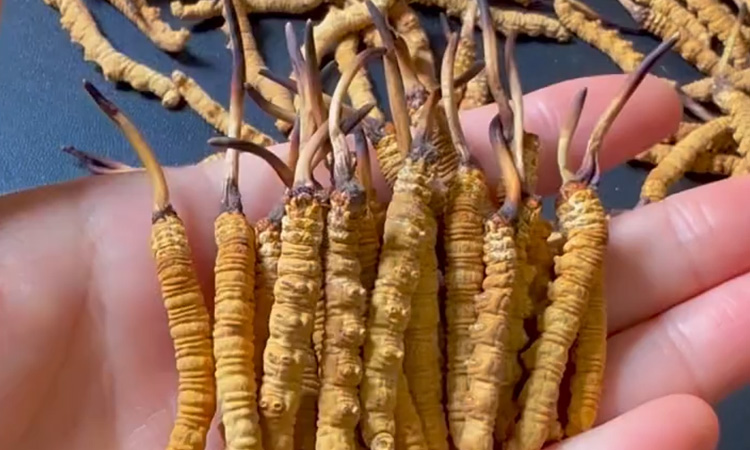 女孩子可以喝冬虫夏草吗