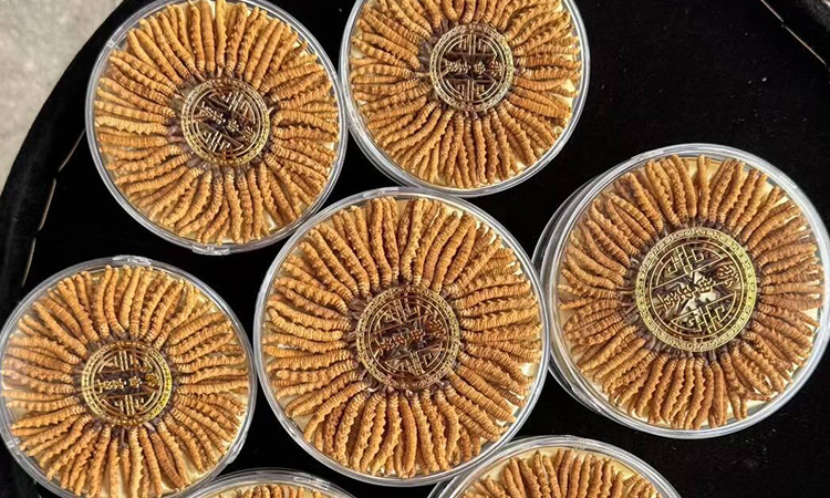 冬虫夏草每根多少克