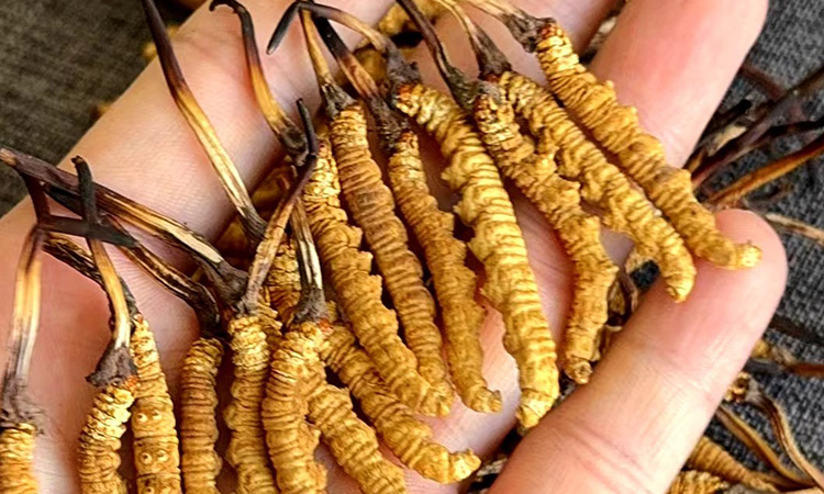 野生冬虫夏草咋处理 