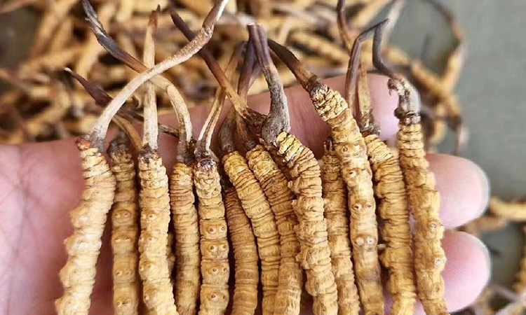 冬虫夏草适合哪些人吃 