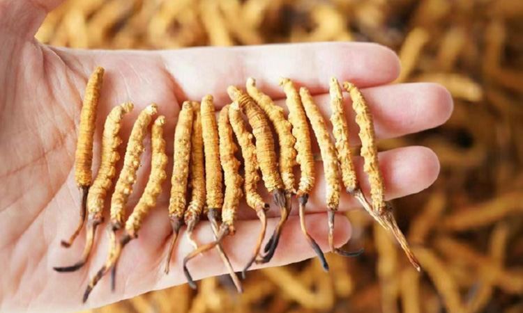 野生冬虫夏草多少钱一克