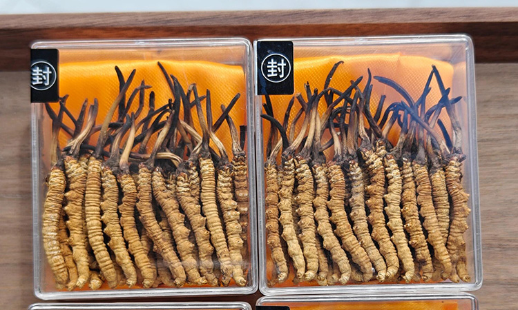 外国人如何找到良好冬虫夏草