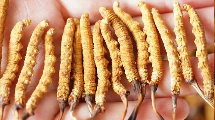 2025 冬虫夏草价格表出炉