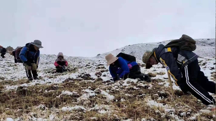 冬虫夏草采挖的黄金时间