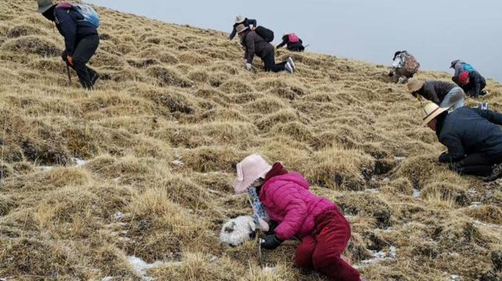 挖了三十年虫草,告诉你中国哪的虫草更好,门道都在这