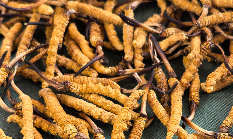 鲜冬虫夏草未冷冻保存:风险、应急方法与变质判断