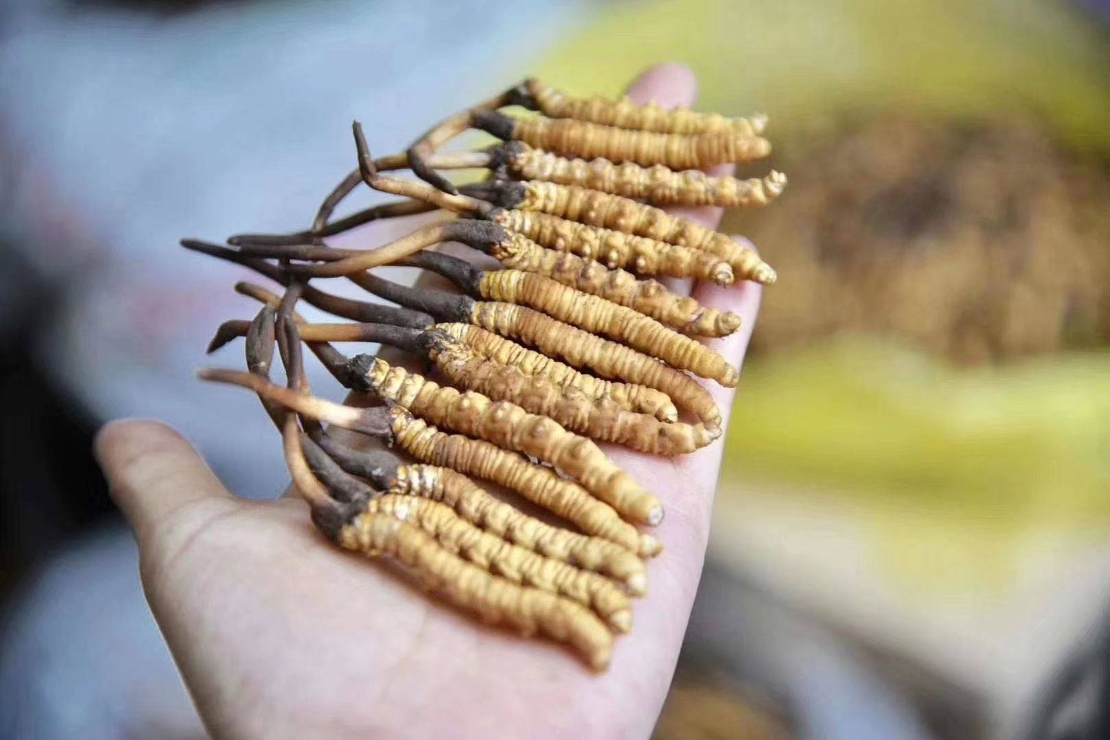 你知道冬虫夏草一次应该吃多少吗?