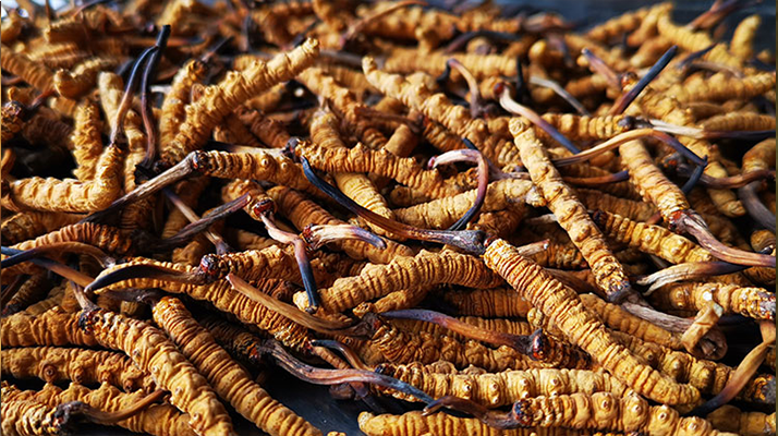 3000 条 / 克！东强堂那曲虫草：高