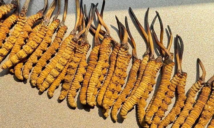 藏地珍品慢炖时光：东强堂那曲虫草清炖指南